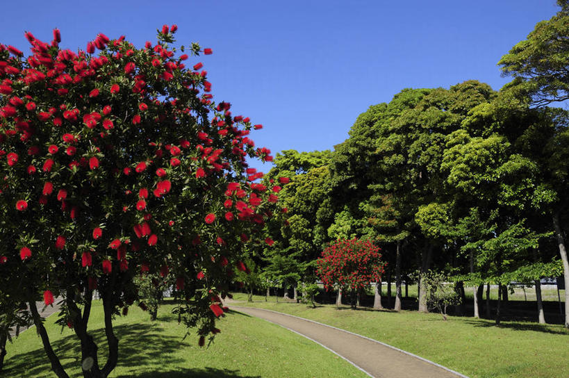 无人,横图,室外,白天,正面,旅游,度假,草地,草坪,美景,植物,道路,路,日本,亚洲,阴影,盛开,光线,影子,景观,小路,交通,千叶县,花蕾,娱乐,草,花,花瓣,花朵,鲜花,树,树木,蓝色,绿色,蓝天,天空,阳光,自然,天,花苞,花蕊,享受,休闲,景色,放松,生长,晴朗,成长,自然风光,东亚,本州,万里无云,关东地方,本州岛,日本国,千叶,浦安市,浦安,晴空,晴空万里,彩图
