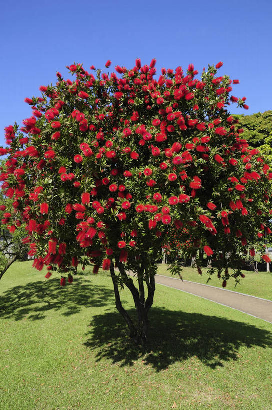 无人,竖图,室外,白天,正面,旅游,度假,草地,草坪,美景,植物,道路,路,日本,亚洲,阴影,盛开,光线,影子,景观,小路,交通,千叶县,花蕾,娱乐,草,花,花瓣,花朵,鲜花,树,树木,蓝色,绿色,蓝天,天空,阳光,自然,天,花苞,花蕊,享受,休闲,景色,放松,生长,晴朗,成长,自然风光,东亚,本州,万里无云,关东地方,本州岛,日本国,千叶,浦安市,浦安,晴空,晴空万里,彩图