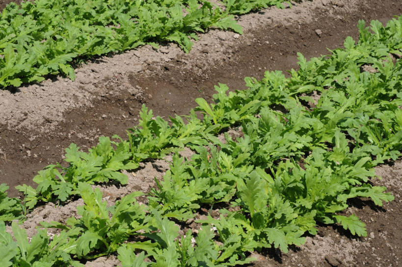 无人,农田,横图,俯视,室外,特写,白天,庄稼,农作物,美景,蔬菜,叶子,一排,阴影,新鲜,整齐,并列,并排,光线,影子,景观,食品,绿叶,蓬蒿,食物,排列,阳光,自然,嫩叶,景色,有机食品,绿色食品,队列,自然风光,平行,茼蒿,春菊,茼蒿菜,叶,叶片,彩图,高角度拍摄,耕地,庄稼田