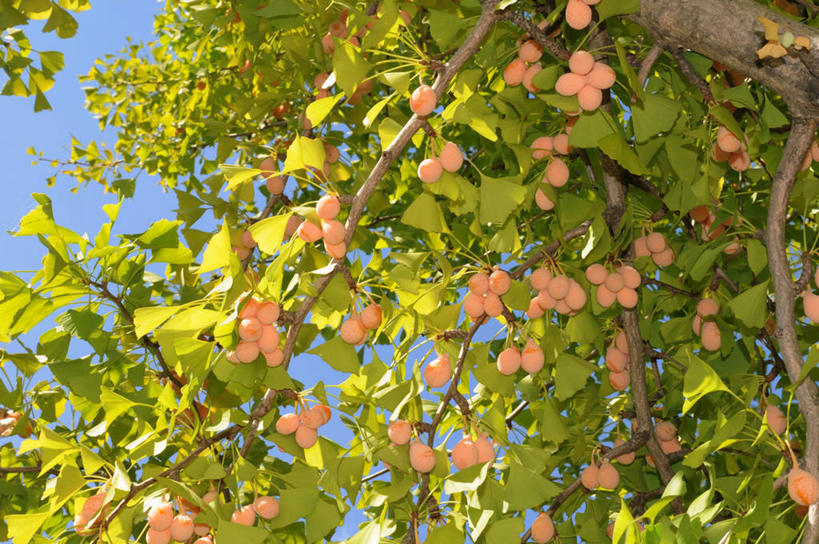 无人,横图,室外,特写,白天,仰视,美景,植物,银杏树,叶子,吊挂,悬挂,阴影,光线,影子,景观,坚果,绿叶,枝条,挂,树,树木,树枝,蓝色,绿色,蓝天,天空,阳光,自然,干果,天,嫩叶,景色,生长,晴朗,成长,自然风光,万里无云,鸭脚树,虬枝,枝杈,叶,叶片,晴空,晴空万里,银杏,公孙树,白果,彩图,低角度拍摄