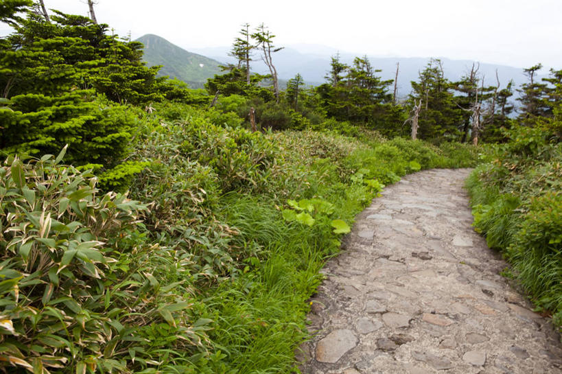 无人,横图,室外,白天,正面,旅游,度假,草地,草坪,美景,山,山脉,树林,植物,道路,路,日本,亚洲,阴影,光线,影子,景观,山峰,小路,交通,山峦,娱乐,草,树,树木,蓝色,绿色,蓝天,天空,阳光,自然,群山,天,享受,休闲,景色,放松,生长,晴朗,成长,自然风光,东亚,本州,万里无云,本州岛,日本国,岩手,岩手县,东北地方,八幡平市,晴空,晴空万里,彩图