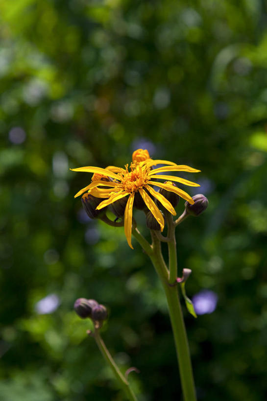 无人,竖图,室外,特写,白天,正面,美景,植物,阴影,朦胧,模糊,盛开,光线,影子,景观,草药,药草,花蕾,中药,花,花瓣,花朵,鲜花,树,树木,一朵,绿色,阳光,自然,花苞,花蕊,橙色,景色,生长,成长,自然风光,药材,中草药,中药材,本草,九里光,九里明,九岭光,九龙光,千里光,彩图