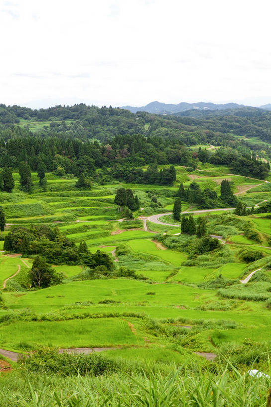 无人,农田,竖图,俯视,航拍,室外,白天,旅游,度假,农业,庄稼,农作物,美景,森林,树林,植物,日本,亚洲,阴影,光线,影子,稻田,景观,云,云朵,云彩,娱乐,树,树木,蓝色,绿色,白云,蓝天,天空,阳光,自然,天,享受,休闲,景色,放松,生长,晴朗,成长,鸟瞰,自然风光,东亚,本州,本州岛,日本国,中部地方,新潟,新潟县,晴空,彩图,高角度拍摄,耕地,庄稼田,十日町市