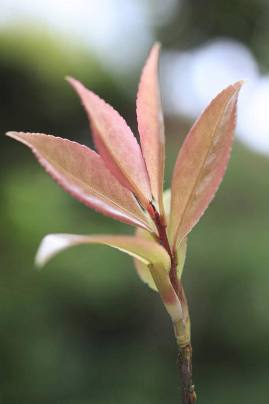 无人,竖图,室外,特写,白天,正面,美景,植物,山茶花,阴影,朦胧,模糊,盛开,光线,影子,景观,花蕾,花,花瓣,花朵,鲜花,树,树木,红色,绿色,阳光,自然,嫩芽,花苞,花蕊,景色,生长,成长,自然风光,玉茗花,耐冬,海石榴,新苗,茶梅,茶花,彩图