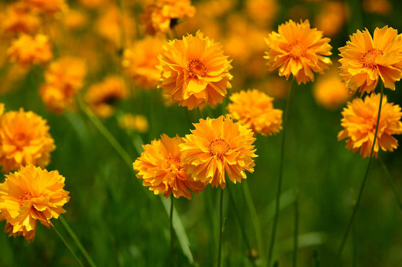 无人,横图,室外,特写,白天,正面,花海,花圃,美景,植物,叶子,日本,亚洲,许多,阴影,朦胧,模糊,盛开,光线,影子,景观,花蕾,花,花瓣,花朵,花卉,鲜花,黄色,绿色,阳光,自然,花丛,花束,花田,花苞,花蕊,景色,自然风光,东亚,本州,关东地方,本州岛,日本国,崎玉,崎玉县,黄波斯菊,黄芙蓉,黄秋英,硫华菊,硫黄菊,彩图