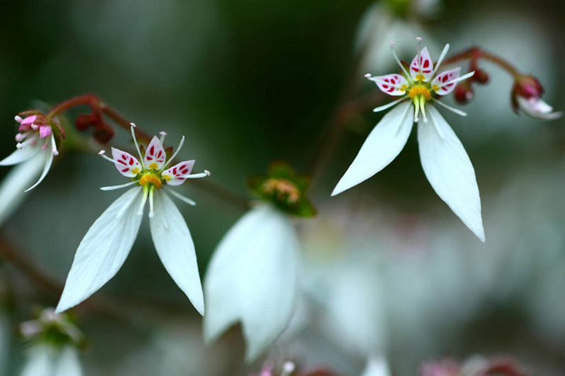 无人,横图,室外,特写,白天,正面,美景,植物,虎耳草,日本,亚洲,许多,阴影,朦胧,模糊,盛开,光线,影子,景观,草药,药草,花蕾,中药,花,花瓣,花朵,鲜花,白色,阳光,自然,花苞,花蕊,景色,自然风光,药材,中草药,东亚,中药材,本草,本州,关东地方,本州岛,日本国,崎玉,崎玉县,石荷叶,老虎草,金丝荷叶,彩图