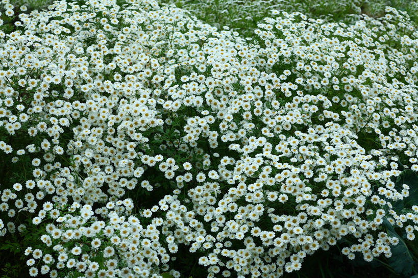 无人,横图,俯视,室外,白天,花海,花圃,美景,植物,叶子,日本,亚洲,许多,阴影,盛开,光线,影子,景观,花蕾,花,花瓣,花朵,花卉,鲜花,绿色,白色,阳光,自然,花丛,花束,花田,花苞,花蕊,菊花,景色,小白菊,自然风光,东亚,本州,关东地方,本州岛,日本国,崎玉,崎玉县,钮扣菊,彩图,高角度拍摄