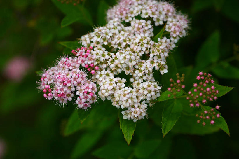 无人,横图,室外,特写,白天,正面,美景,绣线菊,东京,日本,亚洲,许多,阴影,朦胧,模糊,盛开,光线,影子,景观,花蕾,花,花瓣,花朵,鲜花,粉色,白色,阳光,自然,花苞,花蕊,祈福,景色,千代田区,自然风光,努力,东亚,本州,关东地方,本州岛,日本国,东京都,蚂蝗梢,彩图