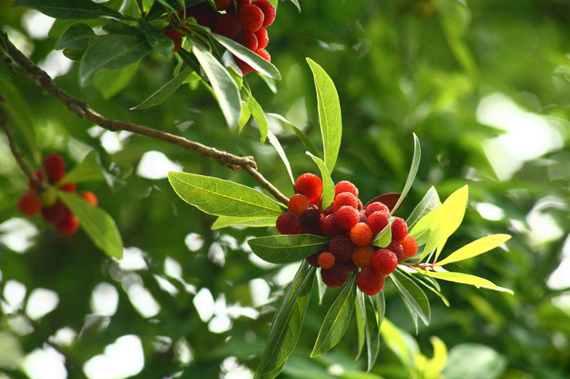 无人,横图,室外,特写,白天,正面,美景,水果,叶子,东京,日本,亚洲,许多,阴影,朦胧,模糊,新鲜,光线,影子,景观,生食,食品,果实,绿叶,食物,红色,阳光,自然,嫩叶,景色,杨梅,有机食品,绿色食品,千代田区,自然风光,东亚,本州,关东地方,本州岛,日本国,东京都,白蒂梅,圣生梅,叶,叶片,彩图