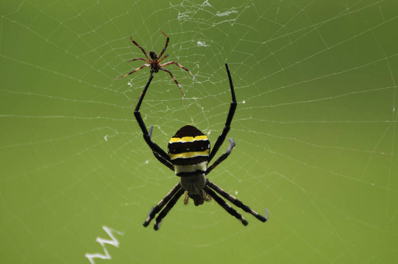 无人,横图,室外,特写,白天,正面,草地,草坪,美景,植物,日本,亚洲,吊挂,悬挂,阴影,朦胧,模糊,光线,昆虫,蜘蛛,蜘蛛网,网,影子,景观,千叶县,挂,草,两个,绿色,阳光,自然,动物,景色,蜘蛛丝,八脚螅,自然风光,节肢动物,益虫,东亚,本州,关东地方,本州岛,日本国,蛛网,千叶,波丝,捕杀,猎取,断纹金蛛,蛛丝,彩图,全身