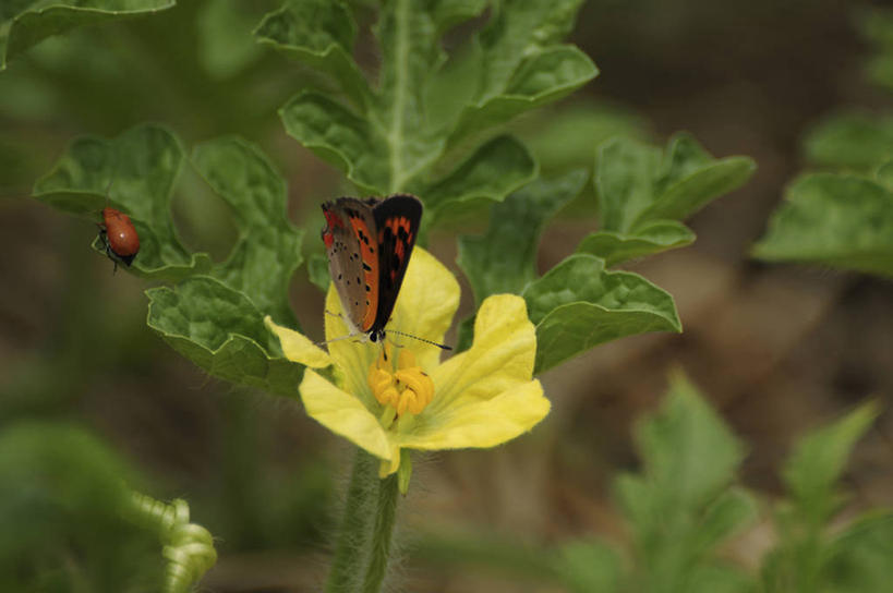 无人,横图,俯视,室外,特写,白天,美景,蝴蝶,日本,亚洲,阴影,朦胧,模糊,盛开,光线,昆虫,影子,景观,甲壳虫,千叶县,花蕾,花,花瓣,花朵,鲜花,一朵,一个,黄色,阳光,自然,动物,花苞,花蕊,景色,单个,自然风光,甲虫,益虫,东亚,本州,关东地方,本州岛,日本国,千叶,红灰蝶,灰蝶,彩图,高角度拍摄,全身