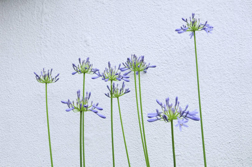 无人,横图,室外,特写,白天,正面,爱情,美景,日本,亚洲,许多,阴影,朦胧,模糊,盛开,光线,纹路,纹理,影子,墙,景观,千叶县,花蕾,墙壁,墙面,花,花瓣,花朵,鲜花,紫色,白色,阳光,自然,花苞,花蕊,景色,恋爱,百子莲,非洲百合,自然风光,东亚,本州,肌理,关东地方,本州岛,日本国,千叶,蓝花君子兰,紫花君子兰,紫君子兰,紫穗兰,彩图