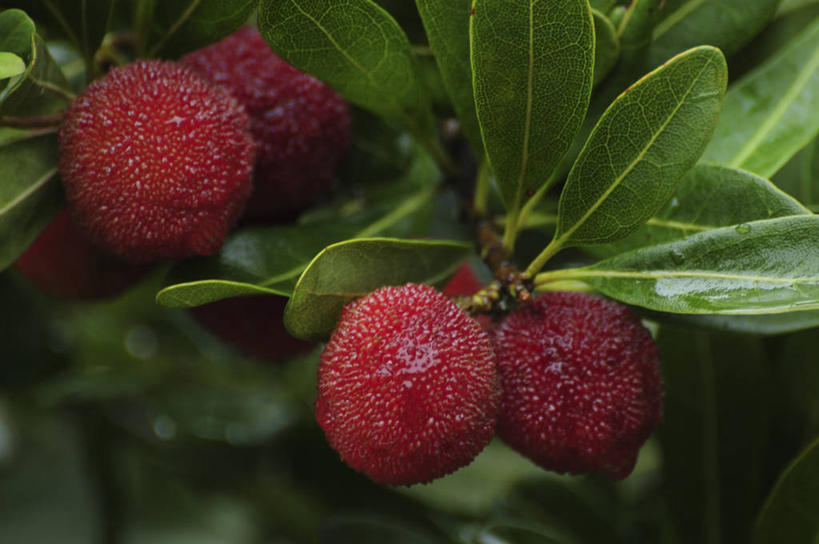 无人,横图,室外,特写,白天,正面,美景,水果,日本,亚洲,许多,吊挂,悬挂,阴影,朦胧,模糊,新鲜,光线,影子,景观,生食,食品,果实,挂,食物,红色,阳光,自然,景色,杨梅,有机食品,绿色食品,自然风光,东亚,日本国,白蒂梅,圣生梅,彩图