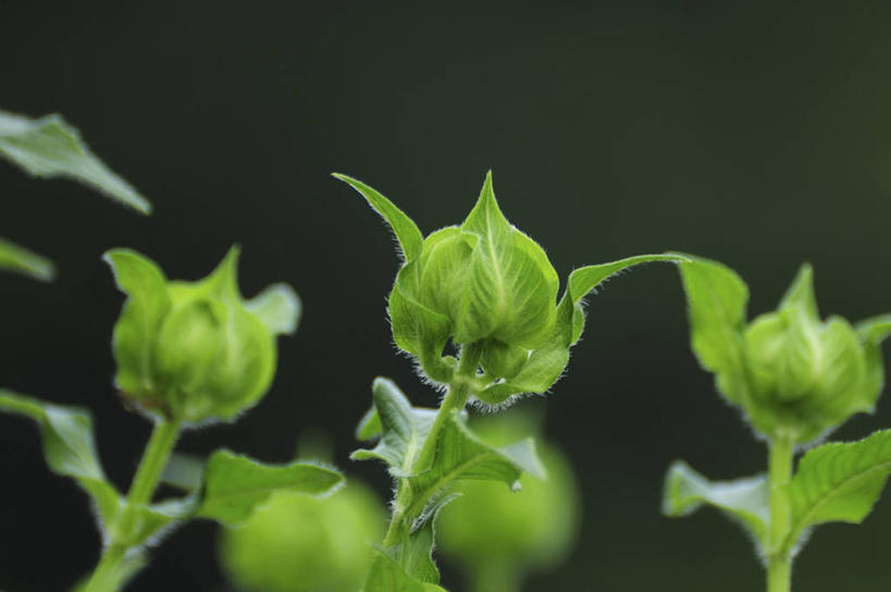 无人,横图,室外,特写,白天,正面,美景,日本,亚洲,三朵,阴影,朦胧,模糊,盛开,光线,影子,景观,千叶县,花蕾,佛手,花,花瓣,花朵,鲜花,绿色,阳光,自然,花苞,花蕊,景色,佛手柑,吉祥,自然风光,东亚,本州,关东地方,本州岛,日本国,美观,千叶,幸运,彩图,九爪木,五指橘
