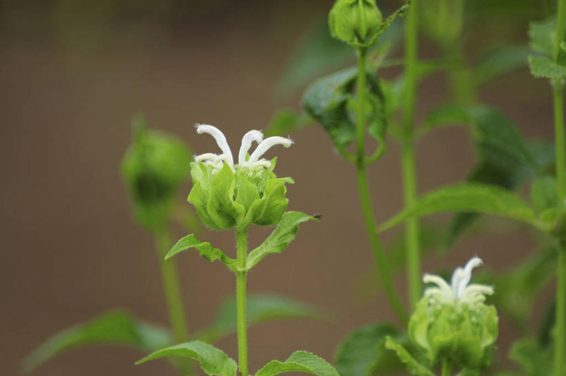 无人,横图,室外,特写,白天,正面,美景,日本,亚洲,阴影,朦胧,模糊,盛开,光线,影子,景观,千叶县,花蕾,佛手,花,花瓣,花朵,鲜花,两朵,绿色,阳光,自然,花苞,花蕊,景色,佛手柑,吉祥,自然风光,东亚,本州,关东地方,本州岛,日本国,美观,千叶,幸运,彩图,九爪木,五指橘