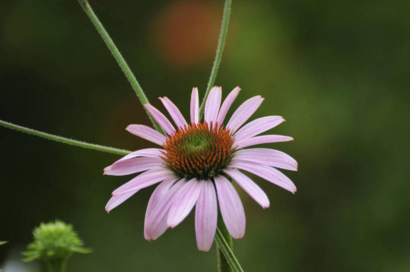 无人,横图,室外,特写,白天,正面,美景,日本,亚洲,阴影,朦胧,模糊,盛开,光线,影子,景观,千叶县,花蕾,花,花瓣,花朵,鲜花,一朵,粉色,阳光,自然,花苞,花蕊,景色,金花菊,自然风光,东亚,王爷葵,本州,关东地方,本州岛,日本国,千叶,肿柄菊,彩图