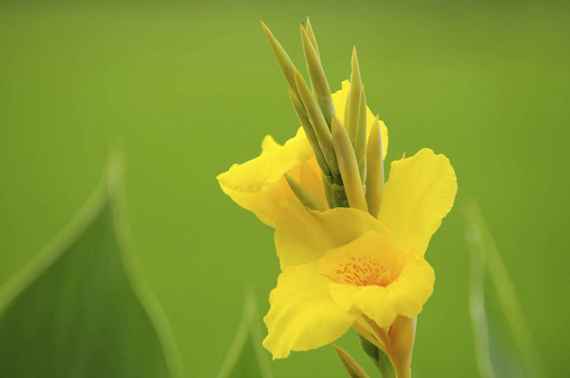 无人,横图,室外,特写,白天,正面,美景,日本,亚洲,阴影,盛开,光线,影子,景观,花蕾,花,花瓣,花朵,鲜花,一朵,黄色,阳光,自然,花苞,花蕊,景色,自然风光,东亚,日本国,美人蕉,兰蕉,大花美人蕉,红艳蕉,彩图