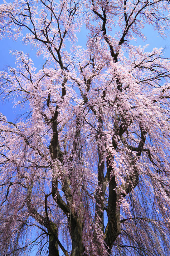 无人,竖图,室外,白天,仰视,幸福,纯洁,美景,植物,樱花,长野县,日本,亚洲,许多,阴影,盛开,光线,影子,景观,花蕾,花,花瓣,花朵,鲜花,树,树木,粉色,蓝色,绿色,蓝天,天空,阳光,自然,天,花苞,花蕊,景色,生长,晴朗,成长,等待,生命,自然风光,东亚,本州,万里无云,本州岛,日本国,中部地方,长野,仙樱花,福岛樱,青肤樱,高尚,热烈,安昙野,安昙野市,晴空,晴空万里,荆桃,彩图,低角度拍摄
