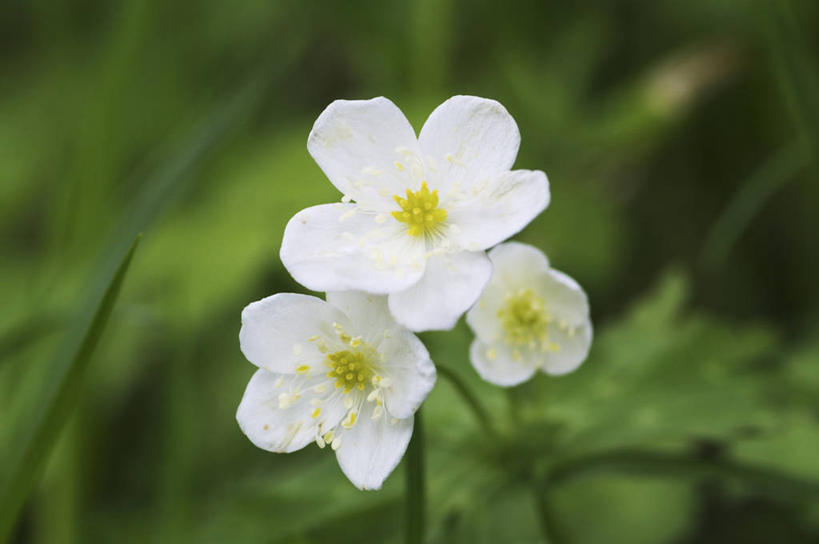 无人,横图,室外,特写,白天,正面,草地,草坪,美景,植物,三朵,阴影,朦胧,模糊,盛开,光线,影子,景观,花蕾,草,花,花瓣,花朵,鲜花,绿色,白色,阳光,自然,花苞,花蕊,景色,自然风光,彩图,鹅掌草,林荫银莲花,蜈蚣三七