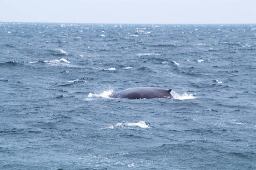 游泳,无人,横图,室外,白天,正面,海浪,海洋,美景,哺乳动物,鲸鱼,北海道,日本,亚洲,阴影,光线,影子,景观,浪花,水平线,辽阔,海平线,海洋生物,一只,天空,阳光,自然,海水,动物,天,广阔,景色,鲸,座头鲸,一望无际,自然风光,水生动物,水生物,海景,东亚,海底动物,日本国,北海道地方,北海道岛,泅水,鲸类,大翅鲸,巨臂鲸,锯臂鲸,驼背鲸,无边无际,一马平川,拍浮,大海,风浪,海,海水的波动,近岸浪,涌浪,彩图,全身,水天相接,水天一线