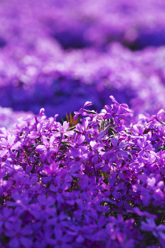 无人,竖图,室外,特写,白天,正面,花海,花圃,美景,植物,叶子,北海道,日本,亚洲,许多,阴影,朦胧,模糊,盛开,光线,影子,景观,花蕾,花,花瓣,花朵,花卉,鲜花,绿色,紫色,阳光,自然,花丛,花束,花田,花苞,花蕊,景色,自然风光,东亚,日本国,北海道地方,北海道岛,福乐花,福禄花,福禄考,彩图,丛生福禄考,禄考,铺地之樱,针叶福禄考,针叶天蓝绣球