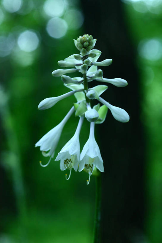 无人,竖图,室外,特写,白天,正面,草地,草坪,美景,植物,许多,阴影,朦胧,模糊,盛开,光线,影子,景观,花蕾,草,花,花瓣,花朵,鲜花,树,树木,绿色,白色,阳光,自然,花苞,花蕊,景色,生长,成长,自然风光,玉簪,白鹤花,白玉簪,玉春棒,玉簪花,宽和,恬静,彩图,白鹤仙