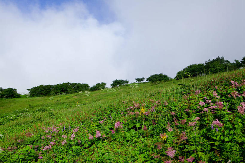 无人,横图,室外,白天,仰视,旅游,度假,草地,草坪,花海,花圃,美景,山,山脉,植物,叶子,日本,亚洲,阴影,盛开,光线,影子,景观,山峰,云,云朵,山峦,花蕾,云彩,娱乐,草,花,花瓣,花朵,花卉,鲜花,树,树木,蓝色,绿色,白云,蓝天,天空,阳光,自然,花丛,花束,花田,群山,天,花苞,花蕊,享受,休闲,景色,放松,生长,晴朗,成长,自然风光,东亚,本州,本州岛,日本国,近畿地方,近畿,滋贺,滋贺县,伊吹山,晴空,彩图,低角度拍摄