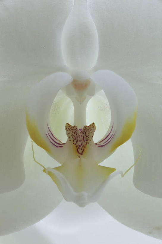 无人,竖图,俯视,室内,特写,白天,盛开,纹路,纹理,斑点,花蕾,花,花瓣,花朵,鲜花,一朵,黄色,紫色,白色,花苞,花蕊,摄影,影棚,卫生,高雅,纯真,肌理,洁净,光明,淡泊,花中君子,恬静,中间色,朴素,清白,兰花,彩图,高角度拍摄,影棚拍摄,拍摄,花序