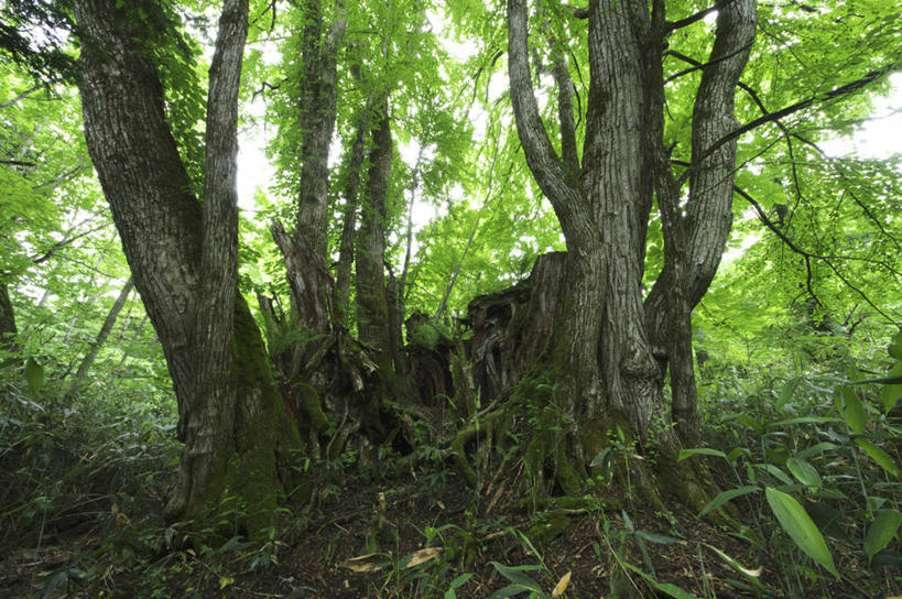 无人,公园,横图,室外,白天,正面,旅游,度假,草地,草坪,美景,树林,植物,北海道,日本,亚洲,阴影,光线,影子,景观,娱乐,草,树,树木,绿色,阳光,自然,享受,休闲,景色,放松,生长,成长,自然风光,东亚,日本国,北海道地方,北海道岛,支笏洞爷国立公园,彩图