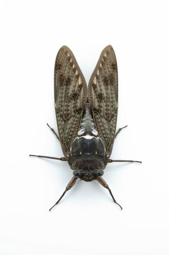 无人,竖图,俯视,室内,特写,白天,白色背景,蝉,阴影,反射,昆虫,影子,一只,白色,动物,趴着,摄影,影棚,害虫,蚱蝉,知了,趴,彩图,高角度拍摄,全身,影棚拍摄,拍摄