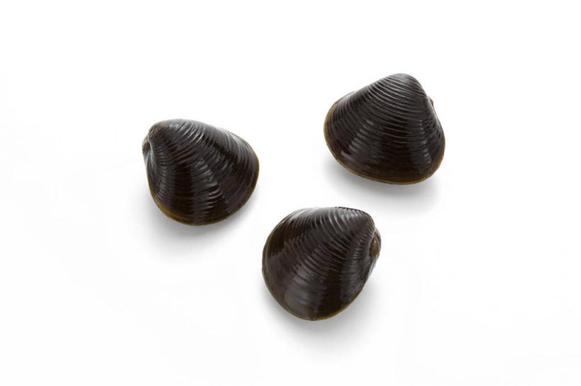 海鲜,无人,横图,室内,特写,白天,白色背景,正面,阴影,反射,影子,褐色,水产,海洋生物,三个,白色,摄影,影棚,水生动物,海产品,水生物,海底动物,彩图,影棚拍摄,拍摄,蚬