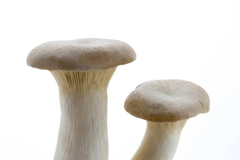 无人,横图,室内,特写,白天,白色背景,正面,阴影,反射,影子,菌菇,菌类,两个,白色,食用菌,摄影,影棚,真菌,杏鲍菇,刺芹侧耳,彩图,影棚拍摄,拍摄