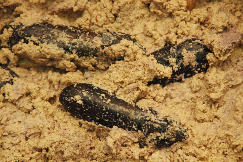 无人,横图,俯视,室内,特写,白天,茄子,蔬菜,一堆,许多,阴影,堆叠,堆积,新鲜,反射,影子,调料,味增,食品,调味品,很多,调味料,食物,三个,紫色,有机食品,绿色食品,堆,日式大豆酱,味噌,落苏,酪酥,昆仑瓜,矮瓜,彩图,高角度拍摄