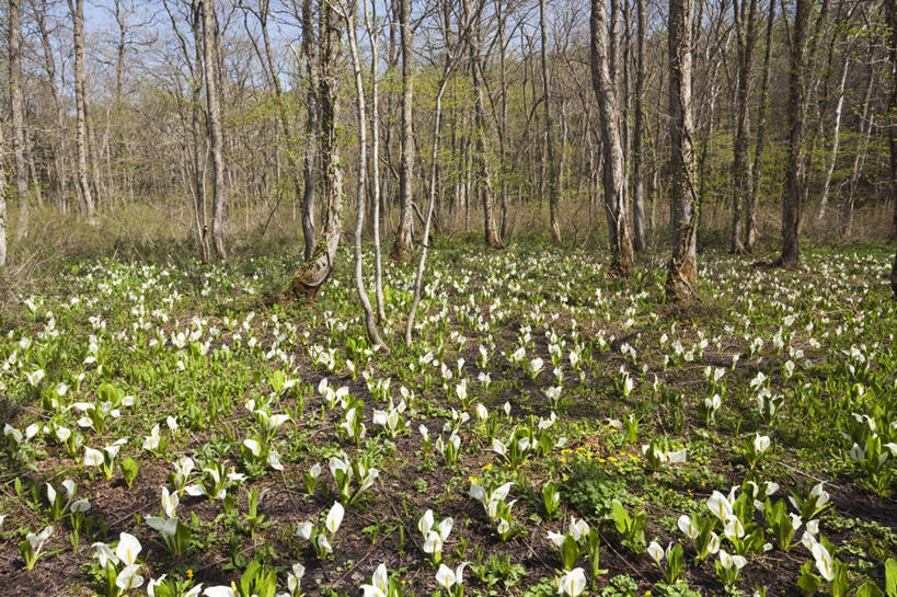 无人,横图,室外,白天,正面,旅游,度假,草地,草坪,花海,花圃,美景,树林,植物,叶子,长野县,日本,亚洲,许多,阴影,盛开,光线,影子,景观,很多,花蕾,娱乐,草,花,花瓣,花朵,花卉,鲜花,树,树木,绿色,白色,阳光,自然,花丛,花束,花田,花苞,花蕊,享受,休闲,景色,放松,生长,成长,自然风光,东亚,本州,本州岛,日本国,中部地方,长野,变性植物,臭菘草,天南星,彩图,东部臭菘,东部臭菘草