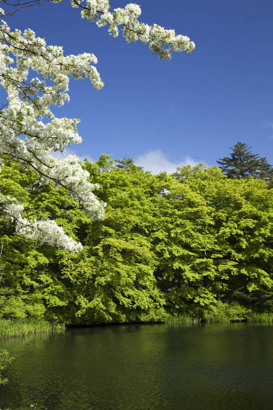 无人,竖图,室外,白天,正面,旅游,度假,湖,湖泊,花海,花圃,美景,水,植物,叶子,长野县,日本,亚洲,许多,阴影,美白,盛开,光线,影子,湖面,景观,水流,水面,云,云朵,海棠,很多,花蕾,云彩,娱乐,花,花瓣,花朵,花卉,鲜花,蓝色,绿色,白云,倒影,蓝天,天空,阳光,自然,湖水,花丛,花束,花田,天,花苞,花蕊,享受,休闲,景色,放松,清热,晴朗,倒映,清香,自然风光,苹果花,陷阱,东亚,本州,本州岛,日本国,中部地方,长野,倭海棠,贴梗海棠,铁脚海棠,皱皮木瓜,和园子,日本贴梗海棠,日本木瓜,解毒,明目,反照,晴空,彩图