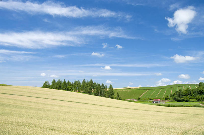 无人,农田,横图,室外,白天,正面,旅游,度假,庄稼,农作物,小麦,草地,草坪,石头,美景,山,山脉,树林,植物,北海道,日本,亚洲,阴影,光线,石子,影子,景观,山峰,云,云朵,谷物,山峦,麦田,云彩,娱乐,草,树,树木,蓝色,绿色,白云,蓝天,天空,阳光,自然,群山,天,享受,休闲,景色,放松,麦子,生长,晴朗,成长,自然风光,东亚,沉积岩,日本国,北海道地方,北海道岛,水成岩,石块,岩石,晴空,彩图,耕地,庄稼田