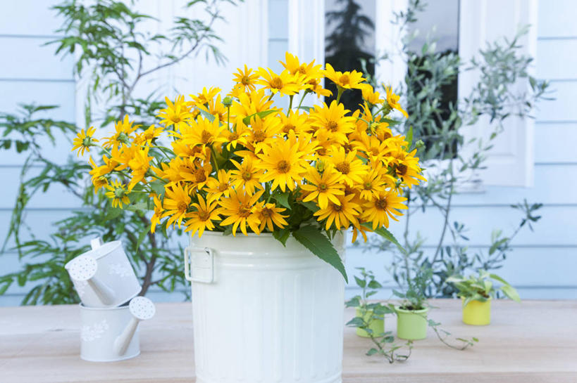 无人,家,横图,室外,特写,白天,正面,快乐,幸福,智慧,窗户,桌面,桌子,叶子,金属制品,朦胧,模糊,艺术,盛开,金属,木制,壶,铁桶,桶,房屋,墙,屋子,绿叶,玛格丽特,花蕾,洒水壶,文化,楼房,玻璃窗,墙壁,墙面,住宅,水壶,雏菊,花,花瓣,花朵,鲜花,一个,插花,木制品,容器,花苞,花蕊,嫩叶,菊花,活力,单个,希望,储藏,插花艺术,创造,坚强,储存,创作,和平,想象,离别,延命菊,幸福花,春菊,马兰头花,浇水壶,暗恋,纯情,单恋,瓜叶菊,天真,叶,叶片,彩图,愉快,房子,贮存