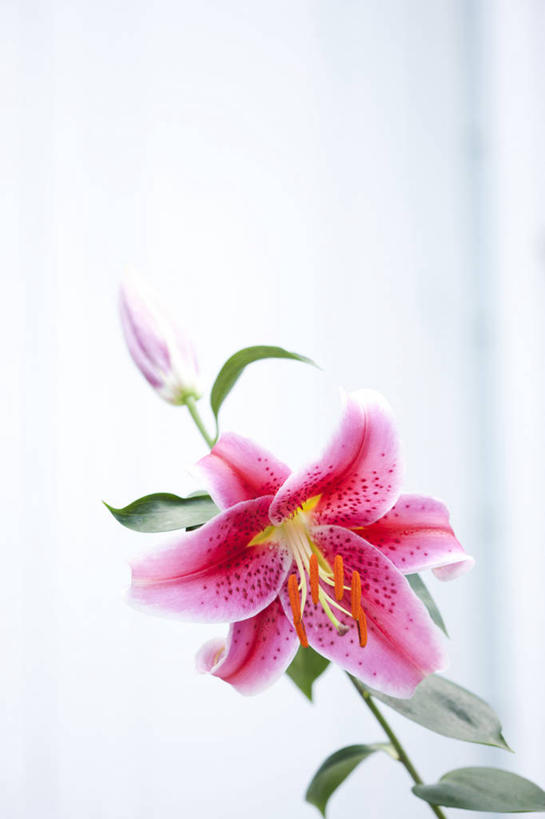 无人,竖图,室内,特写,白天,正面,植物,百合花,叶子,盛开,绿叶,花,花瓣,花朵,花卉,鲜花,一朵,粉色,花蕊,嫩叶,强瞿,百合蒜,倒仙,番韭,山丹,叶,叶片,彩图