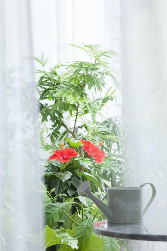 无人,竖图,室外,特写,白天,正面,植物,餐桌,窗帘,桌子,蔬菜,朦胧,模糊,新鲜,装饰,盛开,壶,食品,花蕾,洒水壶,水壶,花,花瓣,花朵,鲜花,树,树木,食物,一个,红色,绿色,自然,帘子,花苞,花蕊,酪梨,遮阳,鳄梨,有机食品,绿色食品,生长,单个,成长,餐台,华丽,修饰,油梨,芙蓉,点缀,芙蓉花,樟梨,木芙蓉,拒霜花,衬托,美观,雅致,雅观,地芙蓉,浇水壶,牛油果,彩图