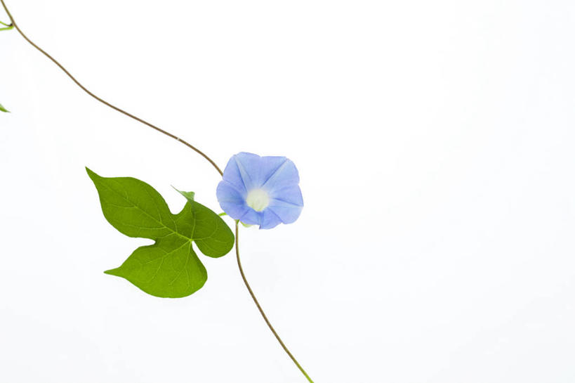 无人,横图,室内,特写,白天,白色背景,正面,爱情,喇叭花,叶子,盛开,绿叶,花蕾,花,花瓣,花朵,鲜花,一朵,蓝色,花苞,花蕊,嫩叶,摄影,影棚,虚幻,牵牛,牵牛子,勤娘子,朝颜花,冷静,牵牛花,叶,叶片,彩图,影棚拍摄,拍摄,朝颜