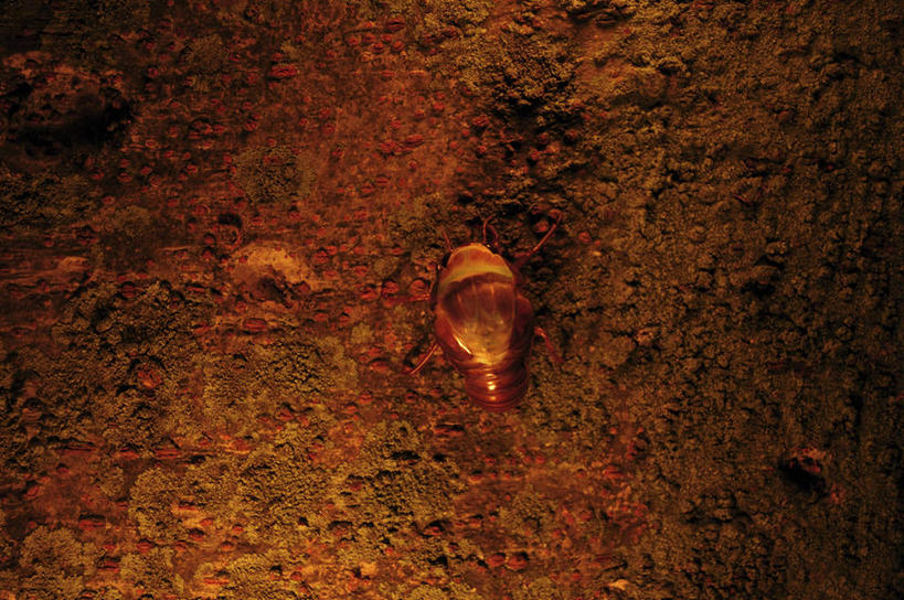 无人,横图,室外,特写,白天,石头,蝉,阴影,光线,昆虫,石子,影子,墙,褐色,停留,墙壁,墙面,一只,背面,阳光,动物,停止,害虫,蚱蝉,逗留,停顿,石块,岩石,知了,彩图,全身