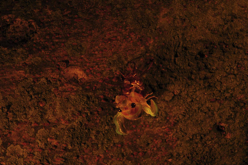 无人,横图,室外,特写,白天,石头,蝉,阴影,光线,昆虫,石子,影子,墙,褐色,停留,墙壁,墙面,一只,背面,阳光,动物,停止,害虫,蚱蝉,逗留,停顿,石块,岩石,知了,彩图,全身