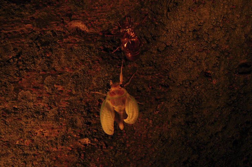 无人,横图,室外,特写,白天,石头,蝉,阴影,光线,昆虫,石子,影子,墙,褐色,停留,墙壁,墙面,一只,背面,阳光,动物,停止,害虫,蚱蝉,逗留,停顿,石块,岩石,知了,彩图,全身