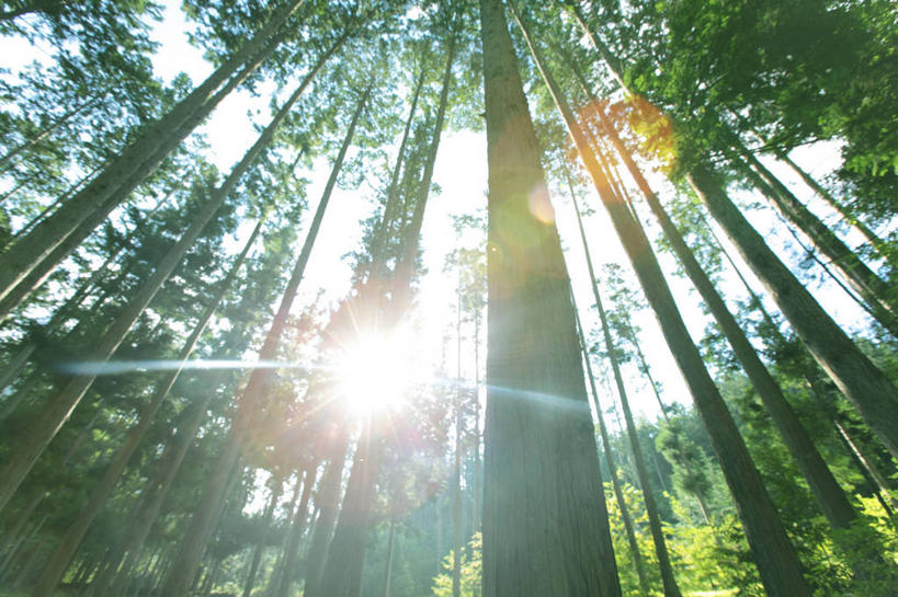 无人,横图,室外,白天,仰视,旅游,度假,美景,森林,树林,植物,松树,长野县,日本,亚洲,阴影,光线,影子,景观,树桩,雪松,娱乐,树,树干,树木,绿色,阳光,自然,享受,休闲,木桩,景色,放松,生长,成长,自然风光,坚定,东亚,本州,本州岛,日本国,中部地方,长野,诹访,长寿,贞洁,诹访市,香柏,彩图,低角度拍摄,镜头光晕,透镜闪耀,眩光