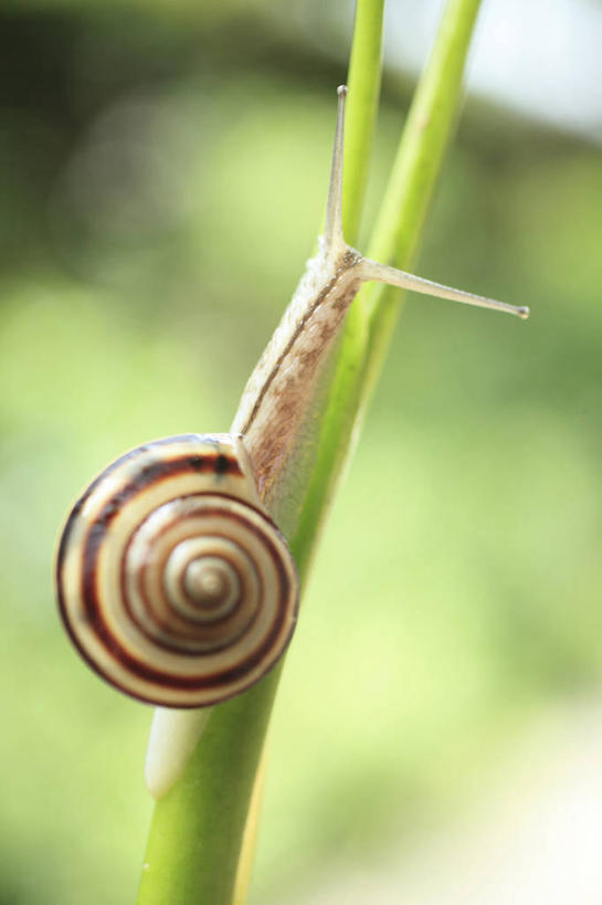 无人,竖图,室外,特写,白天,侧面,美景,植物,朦胧,模糊,蜗牛,景观,停留,一只,绿色,自然,动物,景色,生长,成长,软体动物,停止,自然风光,逗留,停顿,彩图,全身