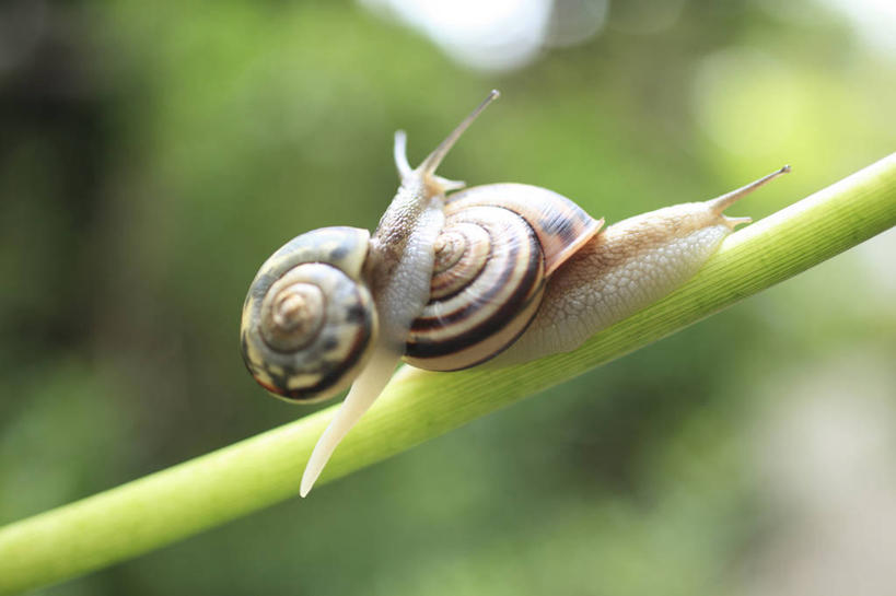 无人,横图,室外,特写,白天,侧面,美景,植物,朦胧,模糊,蜗牛,景观,停留,绿色,自然,动物,两只,景色,生长,成长,软体动物,停止,自然风光,逗留,停顿,彩图,全身