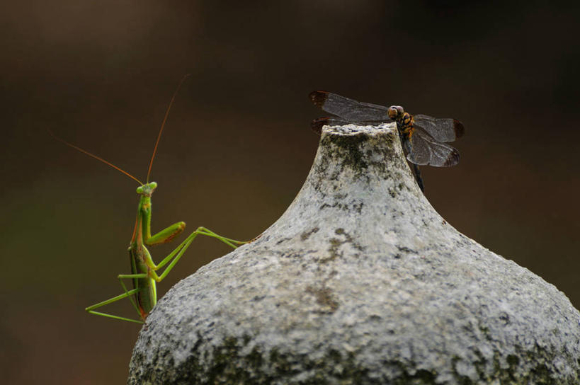 无人,站,横图,室外,特写,白天,正面,石头,美景,伸展,张开,展翅,阴影,朦胧,模糊,光线,翅膀,蜻蜓,昆虫,螳螂,石子,影子,景观,注视,阳光,自然,动物,观察,看,站着,两只,景色,观看,靠近,察看,关注,自然风光,刀螂,猫猫丁,咪咪洋,蚂螂,河嘻嘻,益虫,张开翅膀,大刀螂,接近,靠拢,展开翅膀,石块,站立,彩图,全身