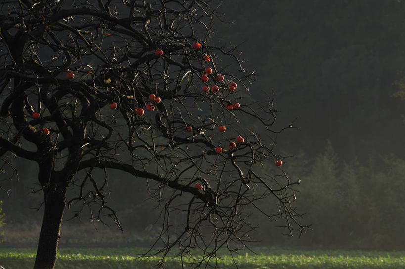 无人,横图,室外,白天,正面,旅游,度假,草地,草坪,美景,树林,植物,浆果,柿子,水果,日本,亚洲,许多,新鲜,景观,生食,食品,果实,果树,柿子树,千叶县,很多,娱乐,草,树,树木,食物,绿色,自然,享受,休闲,景色,放松,有机食品,绿色食品,生长,成长,自然风光,东亚,本州,关东地方,本州岛,日本国,千叶,彩图