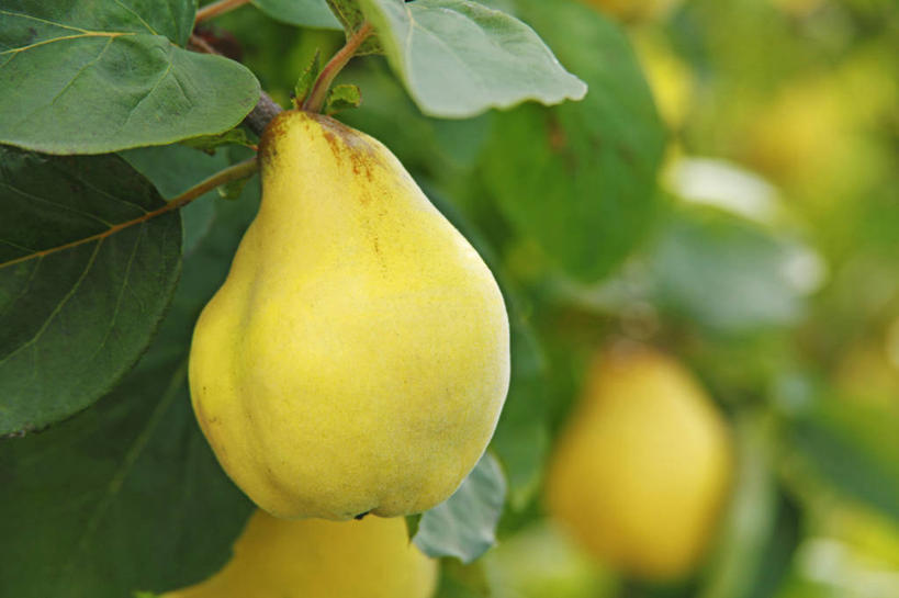 无人,横图,室外,特写,白天,正面,美景,植物,木瓜,叶子,吊挂,悬挂,阴影,朦胧,模糊,光线,纹理,影子,景观,果树,绿叶,挂,树,树木,黄色,绿色,阳光,自然,嫩叶,景色,生长,成长,三,自然风光,肌理,奶匏,蓬生果,乳瓜,石瓜,万寿匏,木梨,叶,叶片,叶脉,万寿果,番木瓜,彩图,木瓜树