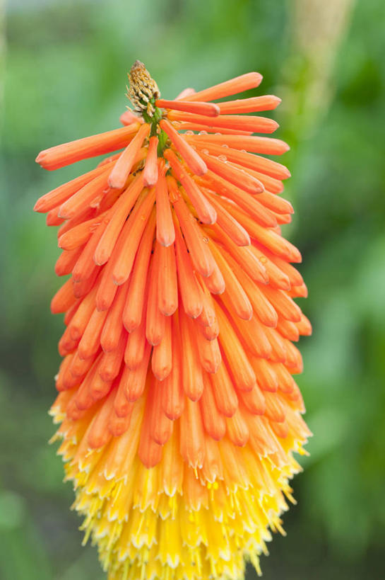 无人,竖图,俯视,室外,特写,白天,美景,百合花,叶子,阴影,朦胧,模糊,盛开,光线,影子,景观,绿叶,花蕾,花,花瓣,花朵,鲜花,一朵,黄色,阳光,自然,花苞,花蕊,橙色,嫩叶,景色,自然风光,强瞿,百合蒜,倒仙,番韭,山丹,叶,叶片,彩图,高角度拍摄,火焰百合